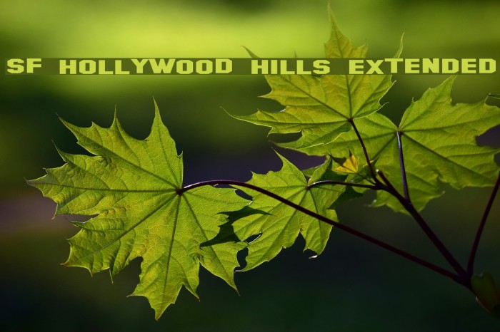 SF Hollywood Hills Extended Font examples