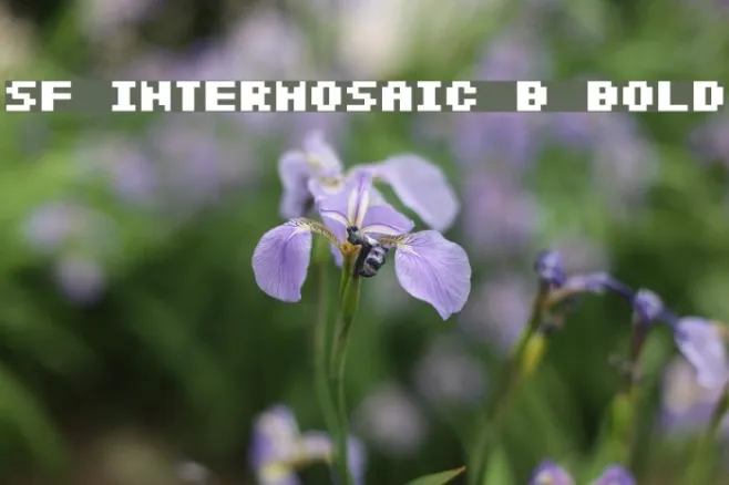 SF Intermosaic B Bold Example 3