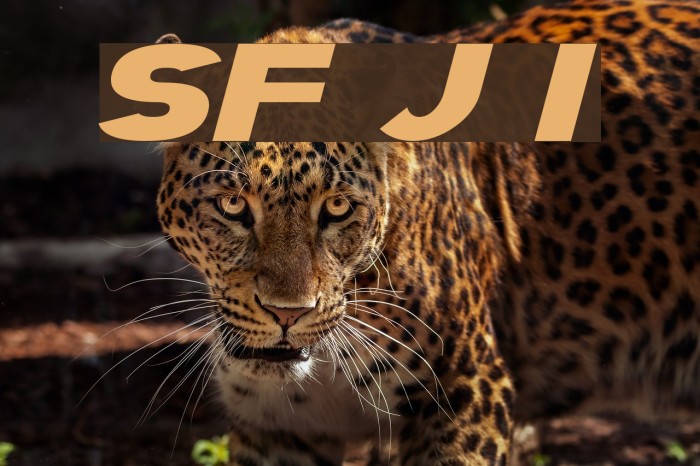 SF Juggernaut Italic Font examples