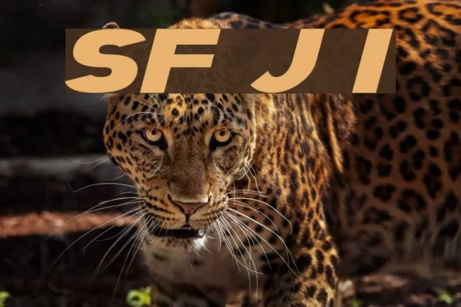 SF Juggernaut Italic Example 3
