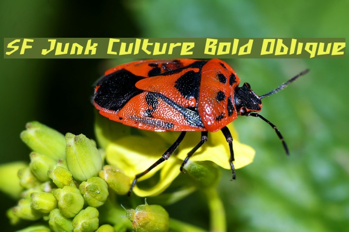 SF Junk Culture Bold Oblique Font examples