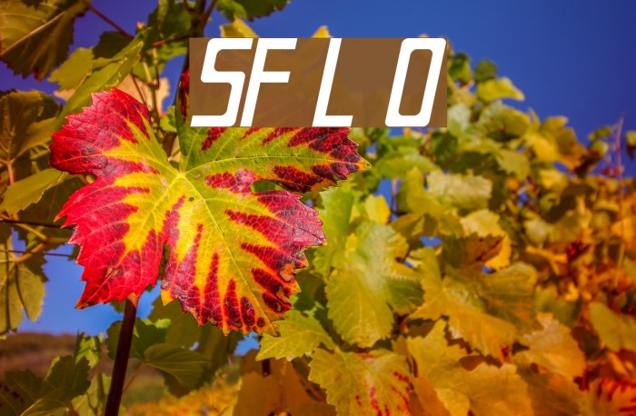SF Laundromatic Oblique Font examples