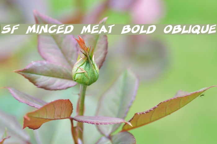 SF Minced Meat Bold Oblique Font examples