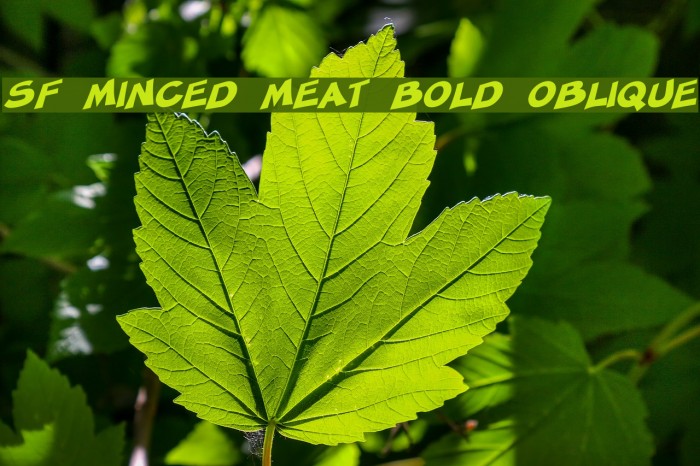 SF Minced Meat Bold Oblique Font examples