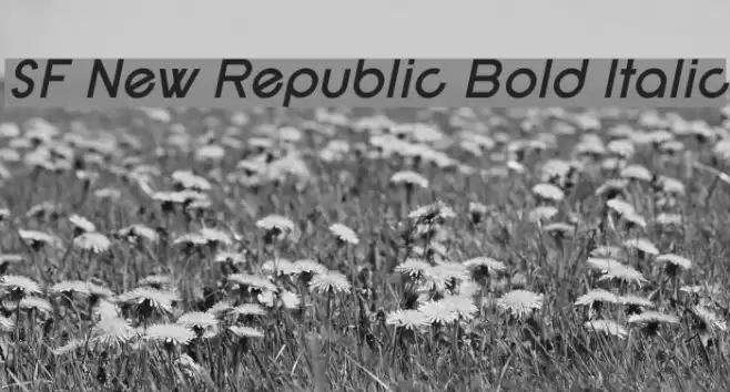 SF New Republic Bold Italic Font examples