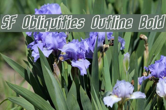 SF Obliquities Outline Bold フォント examples