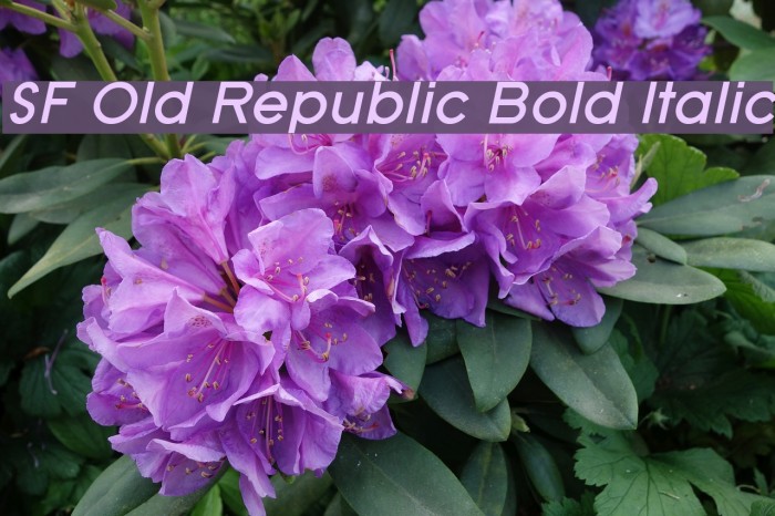 SF Old Republic Bold Italic Font examples