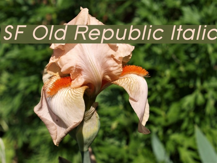 SF Old Republic Italic Font examples