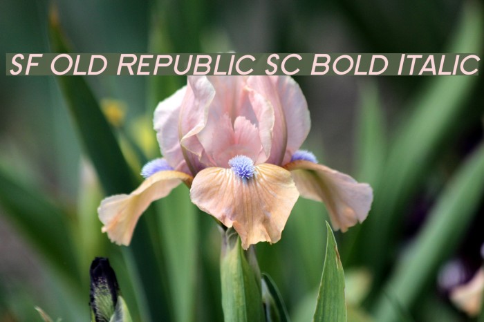SF Old Republic SC Bold Italic Font examples