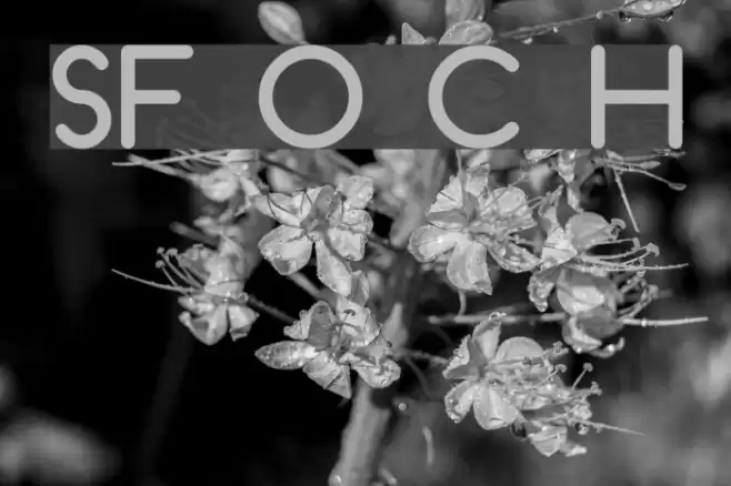 SF Orson Casual Heavy Font examples