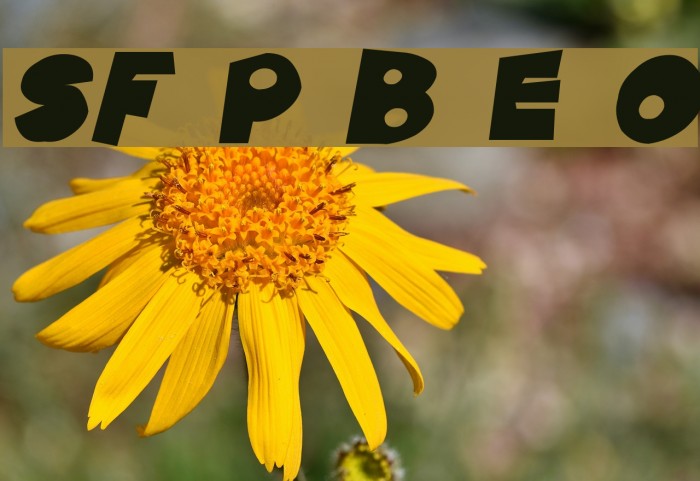 SF Pale Bottom Extended Oblique Font examples