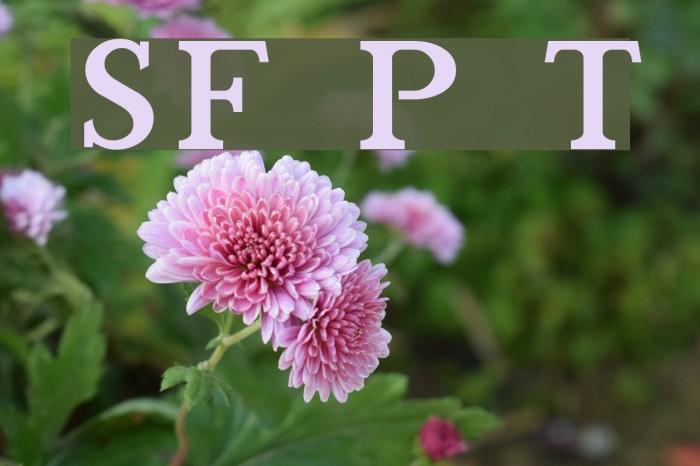SF Phosphorus Triselenide Font examples