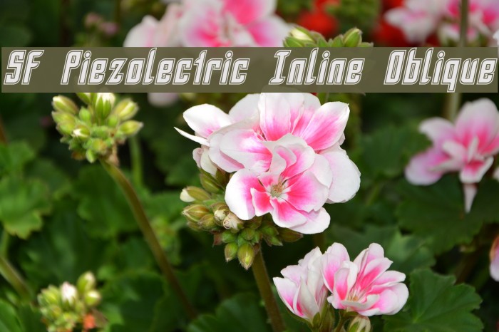 SF Piezolectric Inline Oblique フォント examples