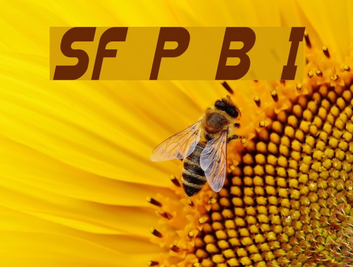 SF Plasmatica Bold Italic Font examples