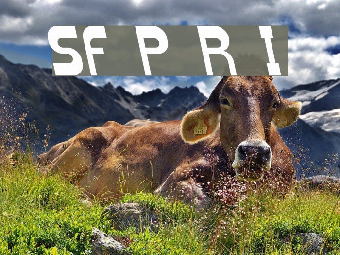 SF Plasmatica Rev Italic Example 2