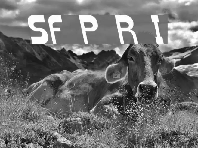 SF Plasmatica Rev Italic Font examples