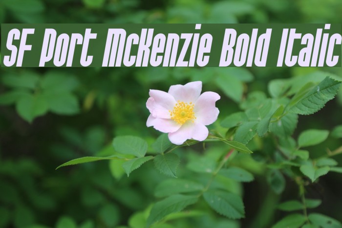 SF Port McKenzie Bold Italic Font examples