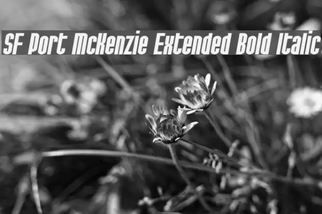 SF Port McKenzie Extended Bold Italic Fuentes examples