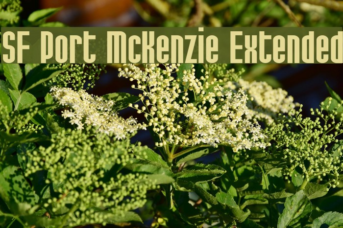 SF Port McKenzie Extended フォント examples