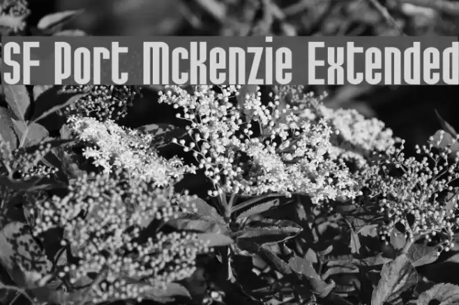 SF Port McKenzie Extended フォント examples