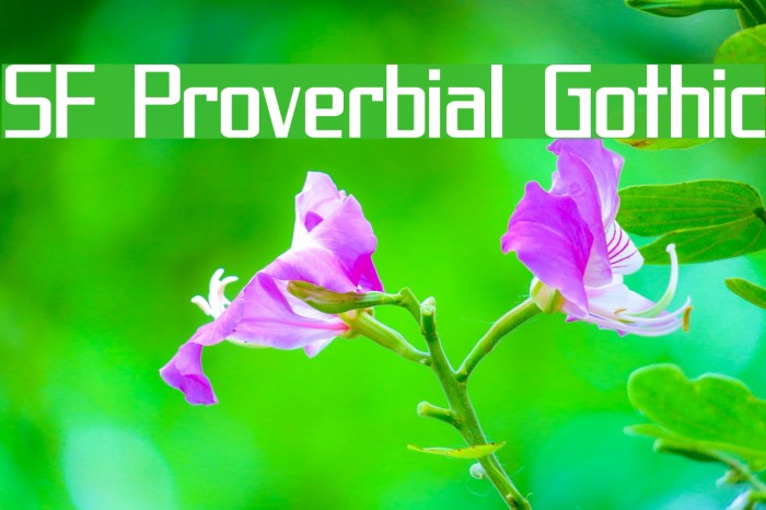 SF Proverbial Gothic フォント examples