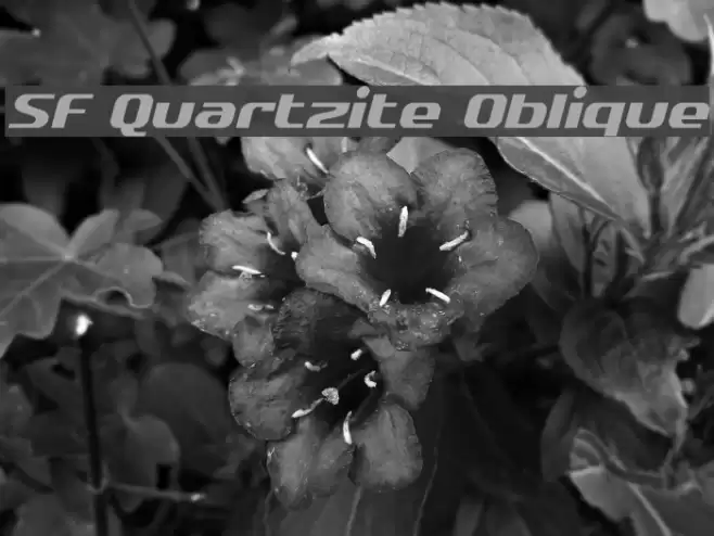SF Quartzite Oblique Font examples
