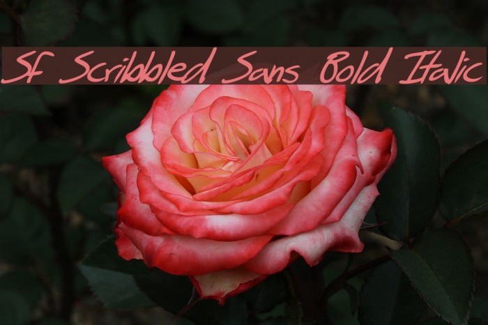 SF Scribbled Sans Bold Italic Font examples