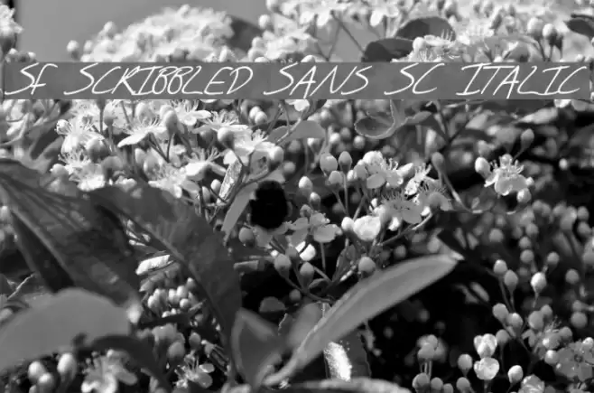 SF Scribbled Sans SC Italic Font examples