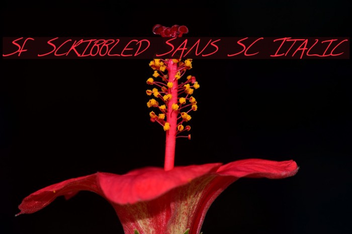 SF Scribbled Sans SC Italic Font examples