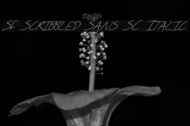 SF Scribbled Sans SC Italic Font examples