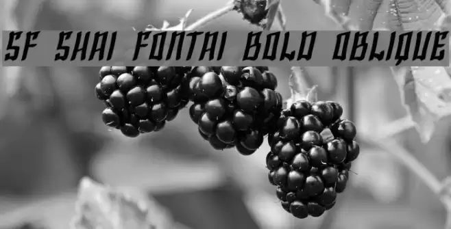 SF Shai Fontai Bold Oblique Font examples