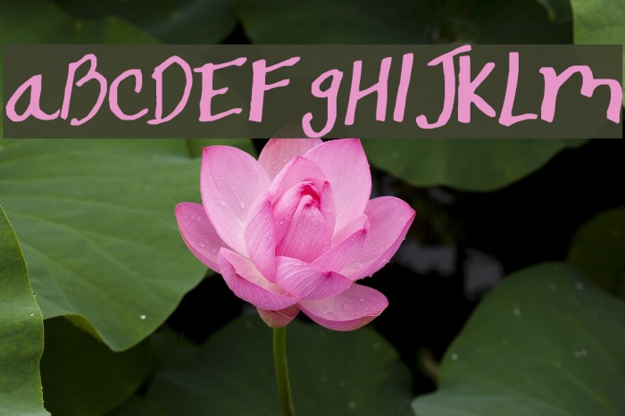 SF Snapdragon Font examples