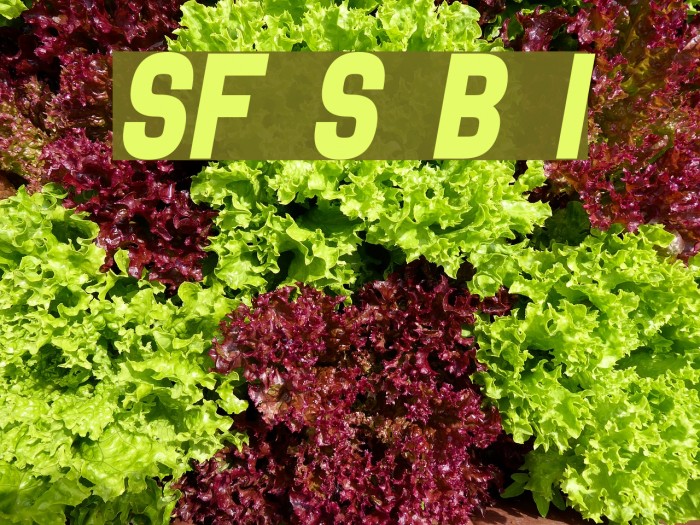 SF Speedwaystar Bold Italic Example 1