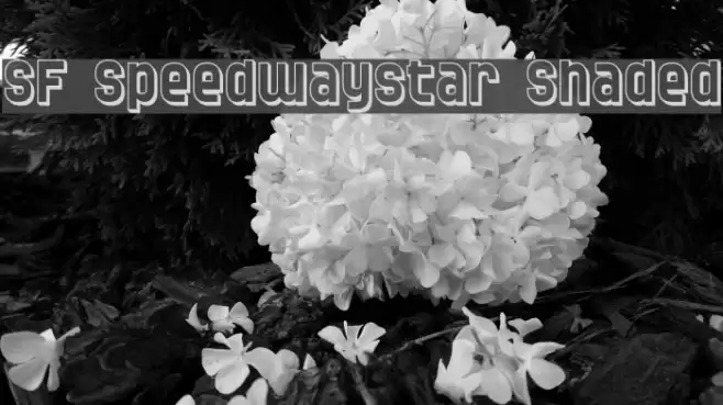SF Speedwaystar Shaded خط examples