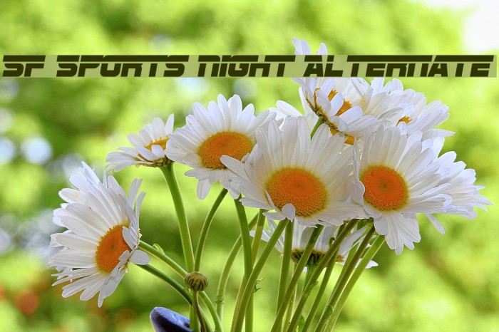 SF Sports Night Alternate フォント examples