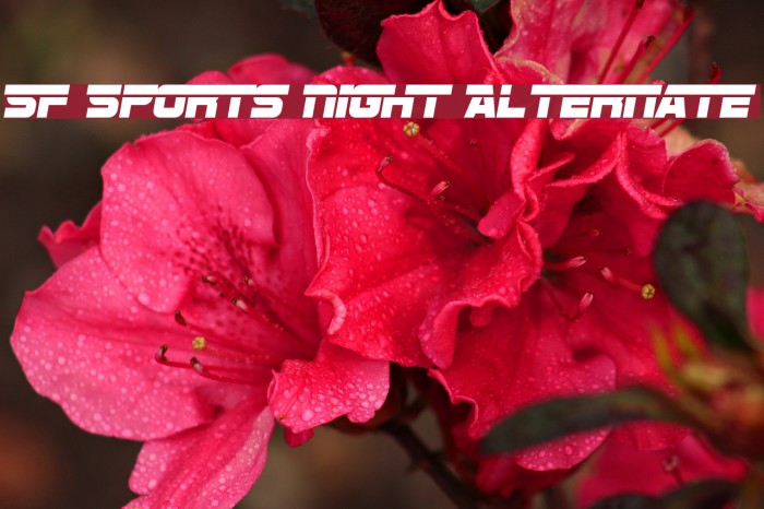 SF Sports Night Alternate フォント examples