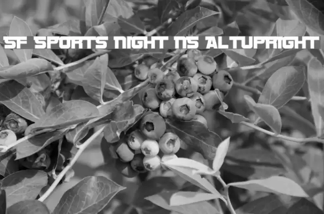 SF Sports Night NS AltUpright Fonte examples