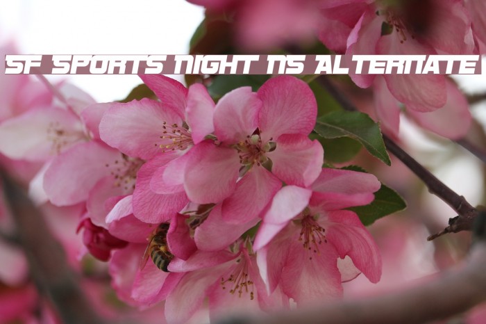 SF Sports Night NS Alternate フォント examples