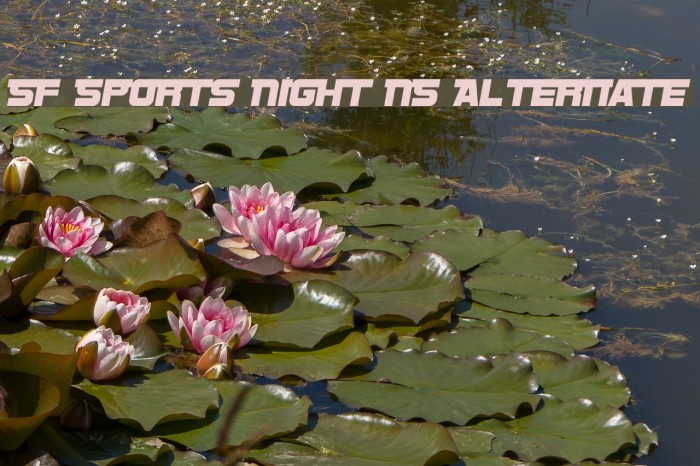 SF Sports Night NS Alternate フォント examples