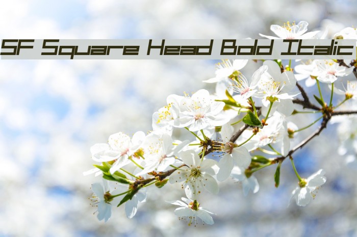 SF Square Head Bold Italic Font examples