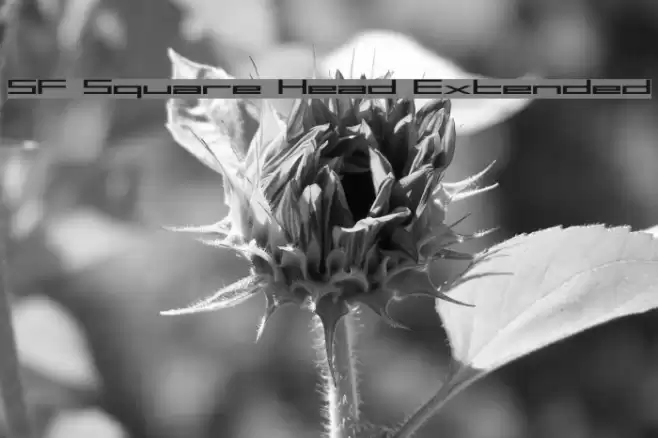 SF Square Head Extended Caratteri examples