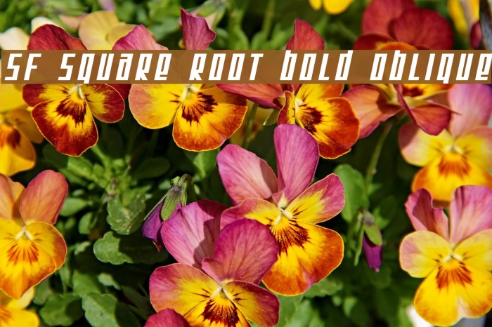 SF Square Root Bold Oblique Font examples