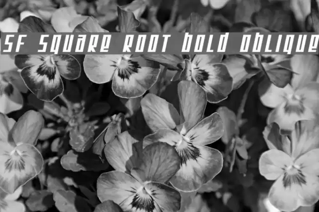 SF Square Root Bold Oblique Font examples