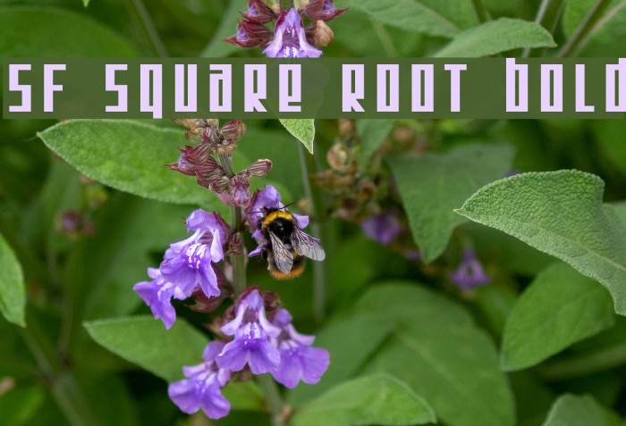 SF Square Root Bold Font examples