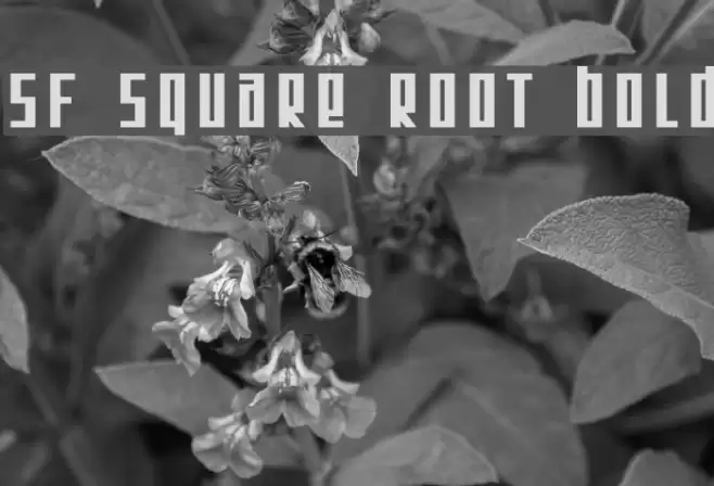 SF Square Root Bold Font examples