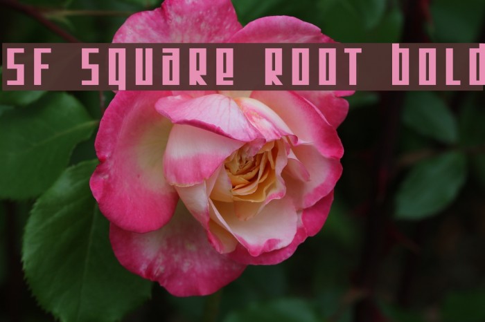 SF Square Root Bold Font examples