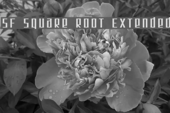 SF Square Root Extended フォント examples