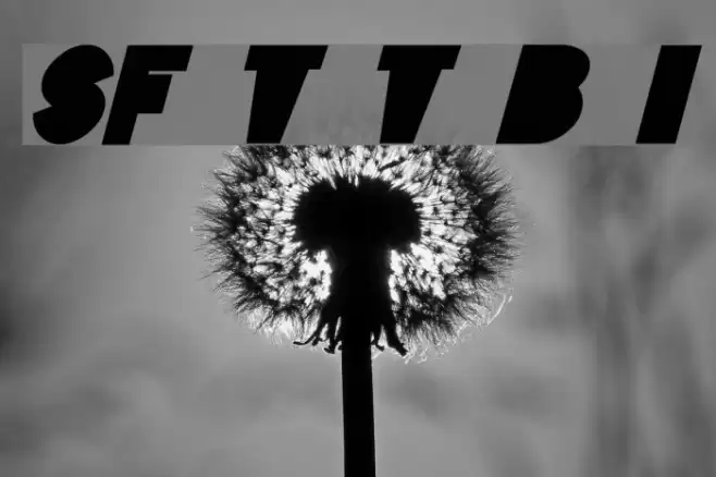 SF Tattle Tales Bold Italic Font examples