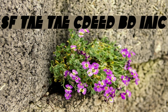 SF Tattle Tales Condensed Bold Italic Font examples