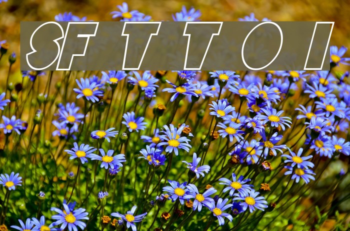 SF Tattle Tales Outline Italic Font examples